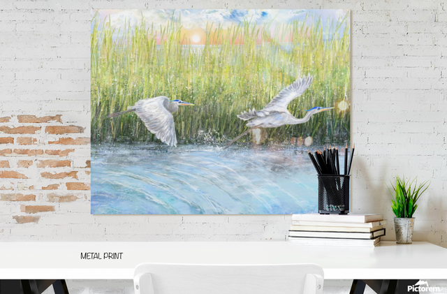 Marsh Herons Fly (Metal Print)