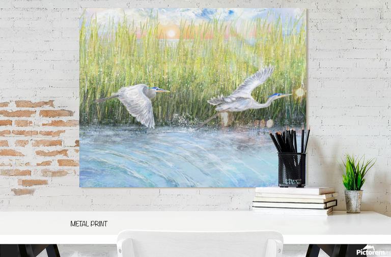 Marsh Herons Fly (Metal Print)